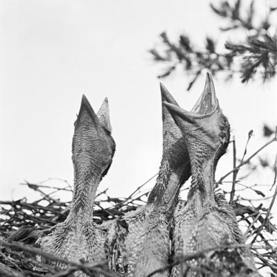 Pisklęta wrona, Butyny 1937 r.