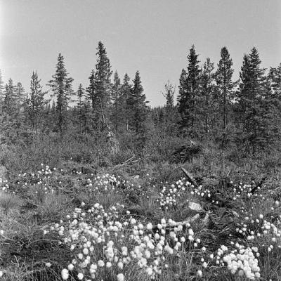 Drzewa iglaste, Skandynawia 1972 r.