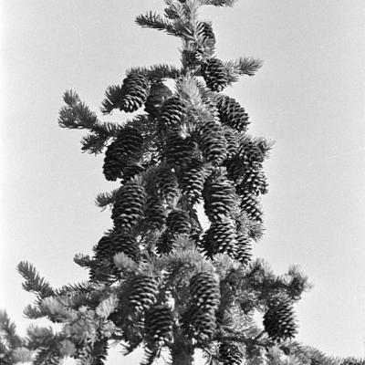 Drzewo iglaste, Skandynawia 1972 r.