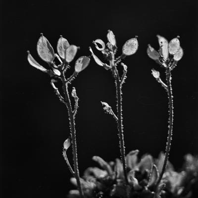 Hornsund, różne kwiaty, 1957 r