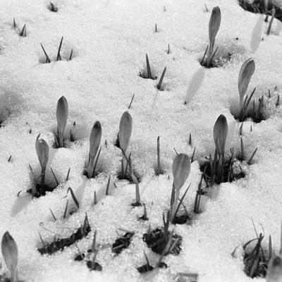 Krokusy w śniegu, Zakopane, 1971 r.