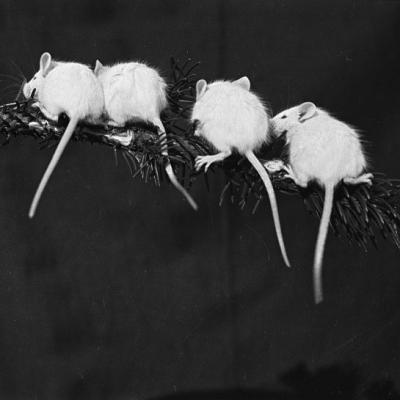 Białe myszy, Lwów, 1936 r.